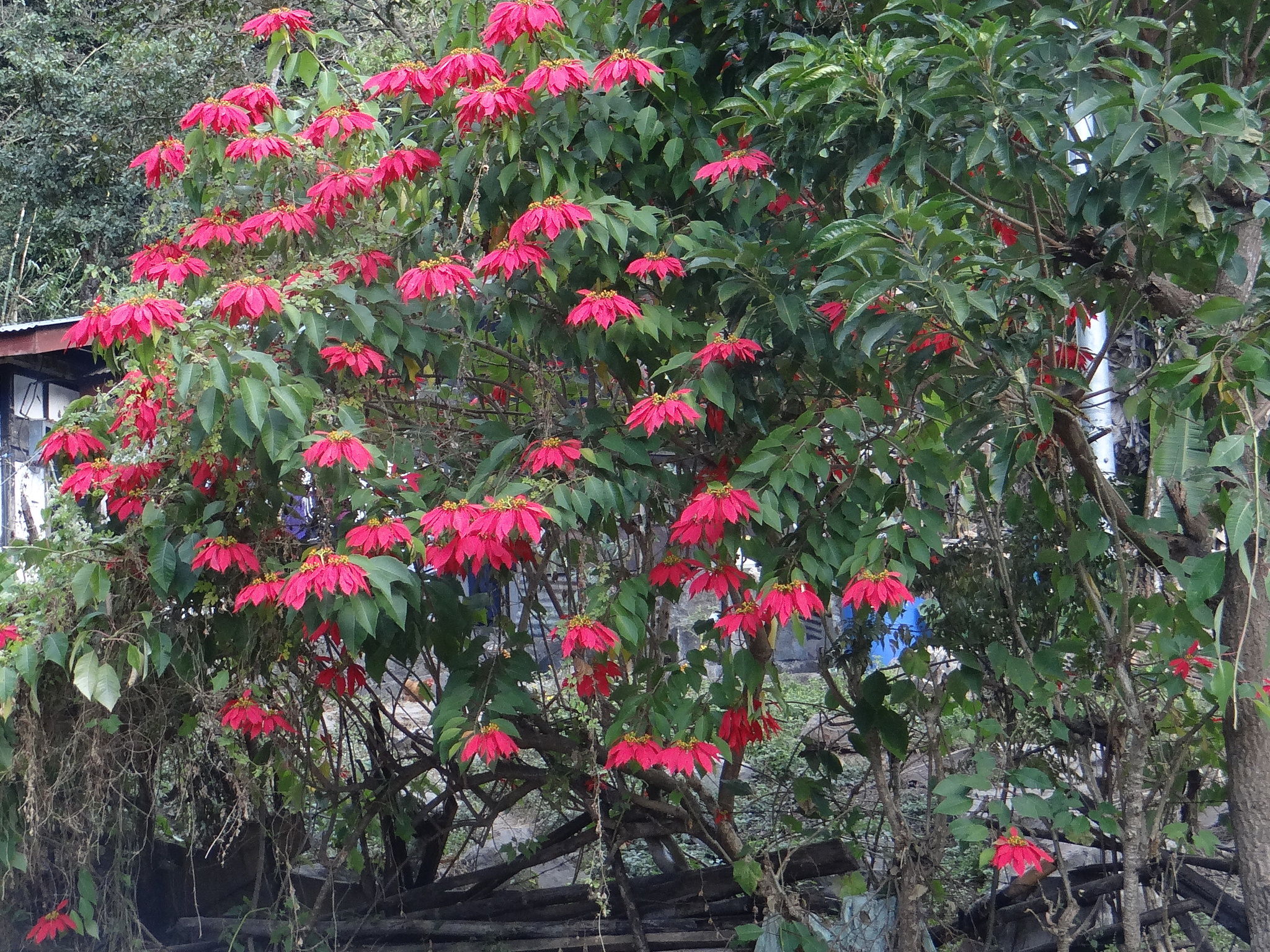 Euphorbia pulcherrima